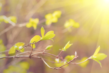 Spring leaves - delicate young spring leaves. The first spring leaves look like petals of flowers