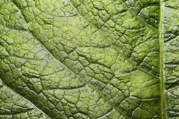 The surface of green leaf closeup.