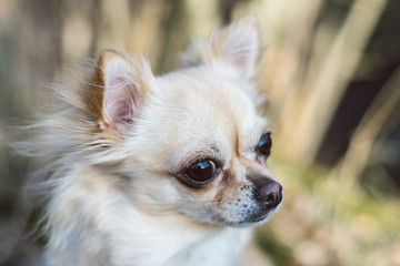 Portrait of cute small dog chihuahua
