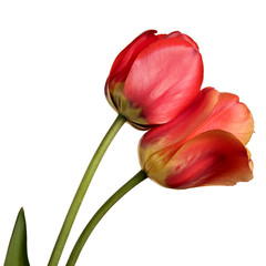 Naklejka premium Pair of beautiful tulips isolated on a white background