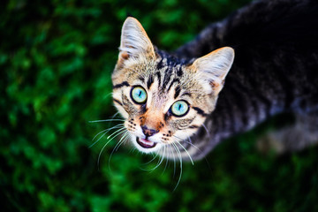 cat with amazing eyes