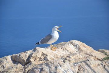 Mouette