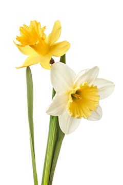 Pair of narcissus flower isolated on a white background