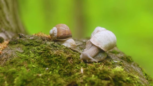 Two snails crawling over moss in the forest. close-up.