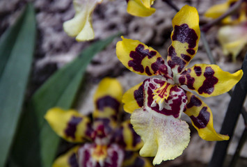 Obraz premium Orchidee