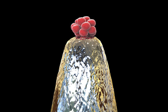 16-cell human embryo on a needle tip, 3D illustration
