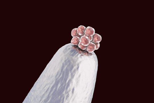 16-cell human embryo on a needle tip, 3D illustration