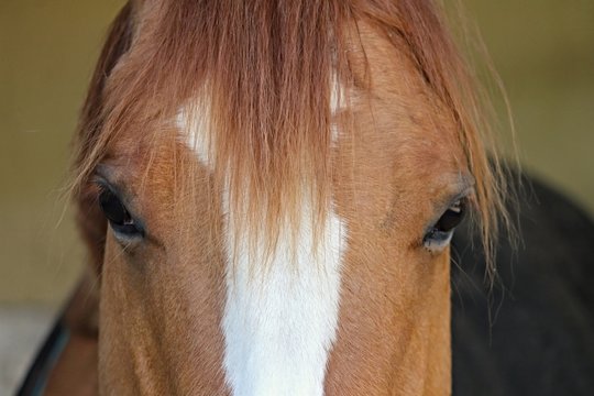 Ausschnitt Pferdekopf in Nahaufnahme