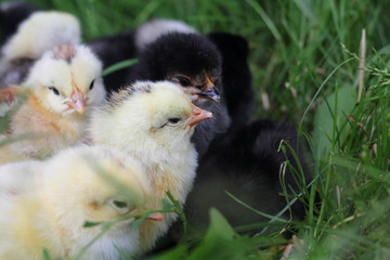 Cute Little Chicken.