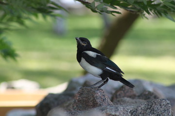 magpie on stone