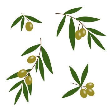 green olives branches with green leaves oil icon set vector