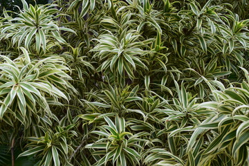 Close up of variegated tropical plant, filling entire frame.