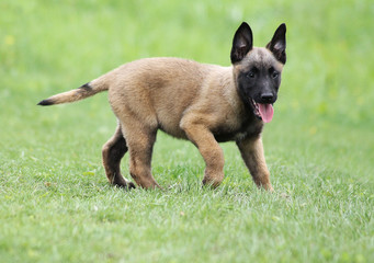 Malinois dog outside in green background.