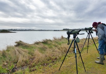 Sortie ornithologique en Bretagne