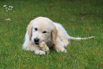 cucciolo di Golden Retriever