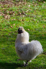 The silkie rooster and chiken