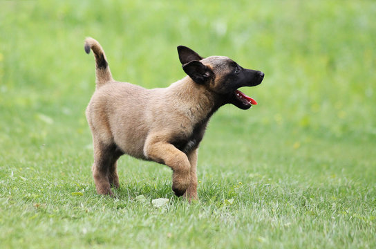 Malinois dog outside in green background.