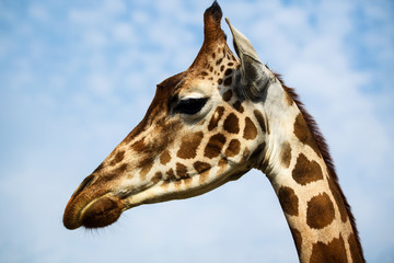Beautiful giraffe on the blue sky background