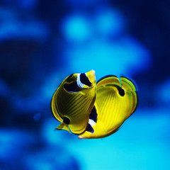 Naklejka premium Wonderful and beautiful underwater world with corals and tropical fish.