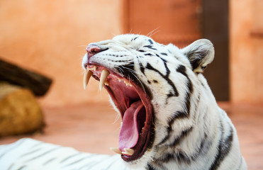 Face of a white bengal tiger,