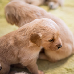 tiny golden retriever puppies of only a few days old