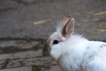 Rabbit, little sweet bunny
