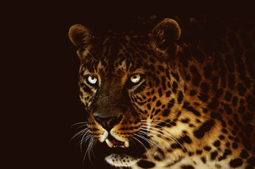 Beautiful leopard resting