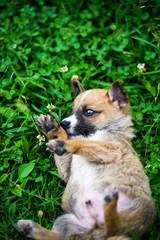 Cute puppy on green grass