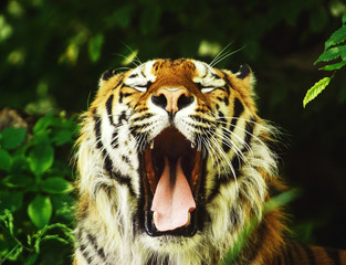 Beautiful amur tiger portrait
