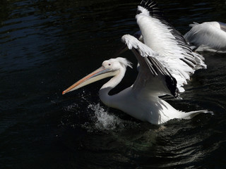 Pelícano acuatizando