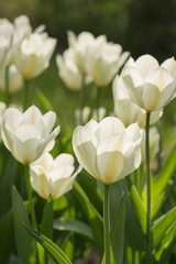 White tulips on flowerbed