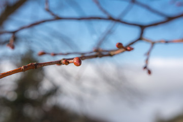 Knospen 
