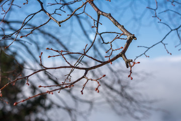 Ast am baum