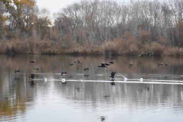 vuelo de cormoranes sobre charca