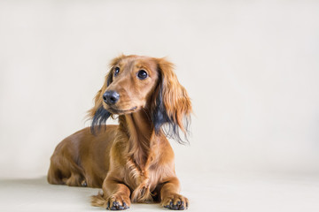 Dachshund dog posing in the studio background.