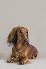 Dachshund dog posing in the studio background.