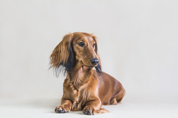 Dachshund dog posing in the studio background.
