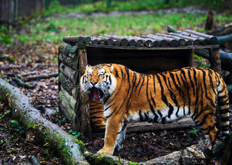 Beautiful amur tiger portrait