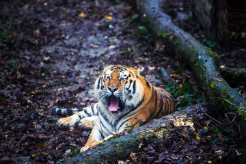 Beautiful amur tiger portrait