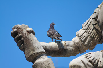 PIGEON RESTING ON THE ARM OF GIOVANNI DELLE BANDE NERE  MONUMENT