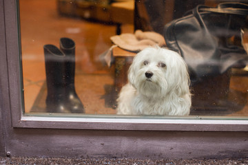 lonely fluffy pet dog with a sad, disappointed, depressed look sits by the white window and looks out into the street in anticipation of a good and positive owner.