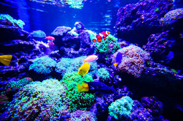 Wonderful and beautiful underwater world with corals and tropical fish.