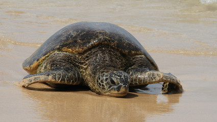 Hawaiian sea turtle