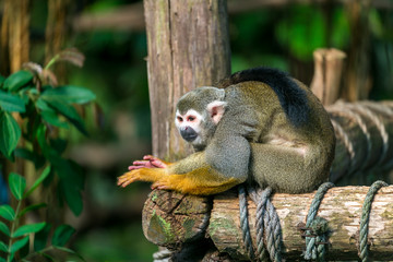 Naklejka na ściany i meble Beautiful squirrel monkey sitting on wood