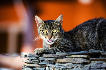 Sweet cat with amazing eyes