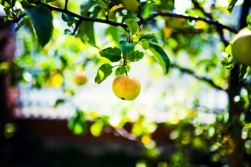 apple on the apple tree, summer day
