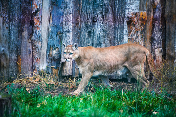Mountain lion , cougar, puma portrait.