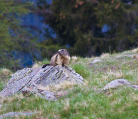 marmotta 