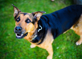 Happy dog on green grass