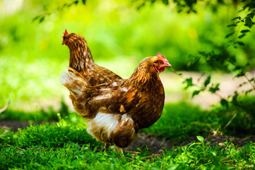 chicken on a farm